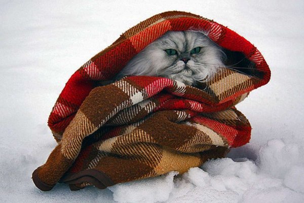 Чукча в чуме ждет рассвета
