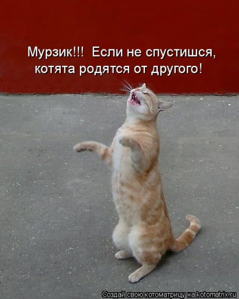 Кот Мурзик приколы