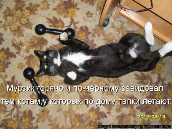 Котоматрица свежак