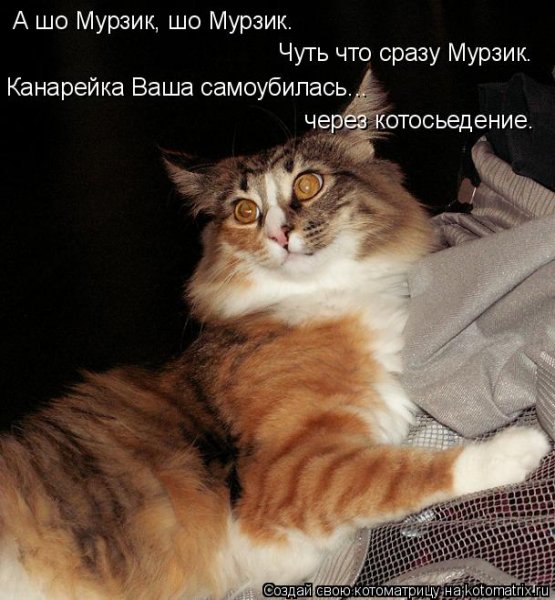 Кот Мурзик приколы