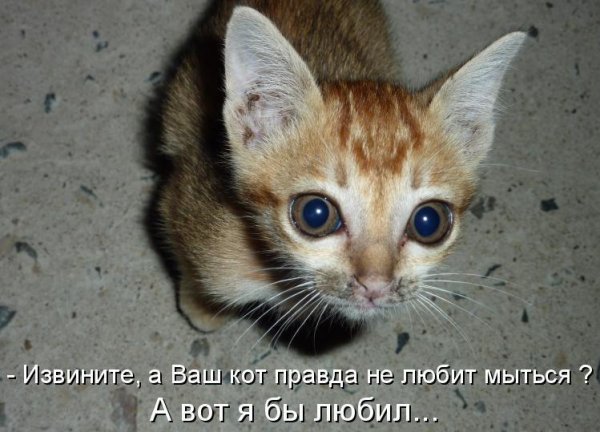 Мурзик прикол