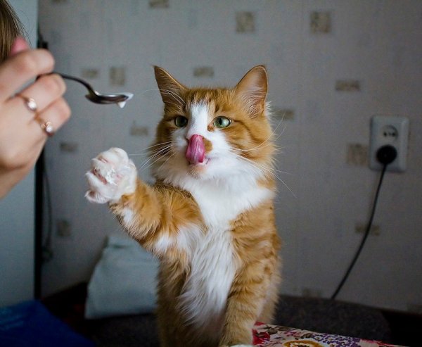 Смешные котики с Мурзиком