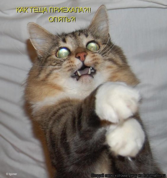 Кот Мурзик приколы