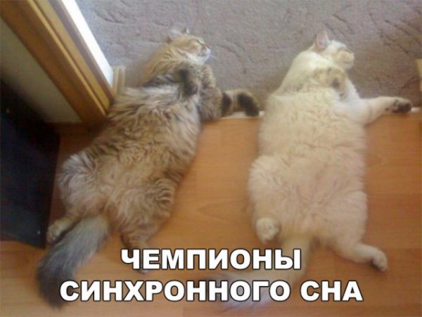 Мурзик картинки приколы