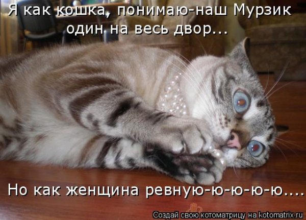 Ревнивая кошка
