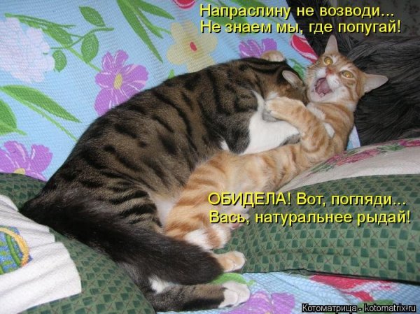 Мурзик прикол