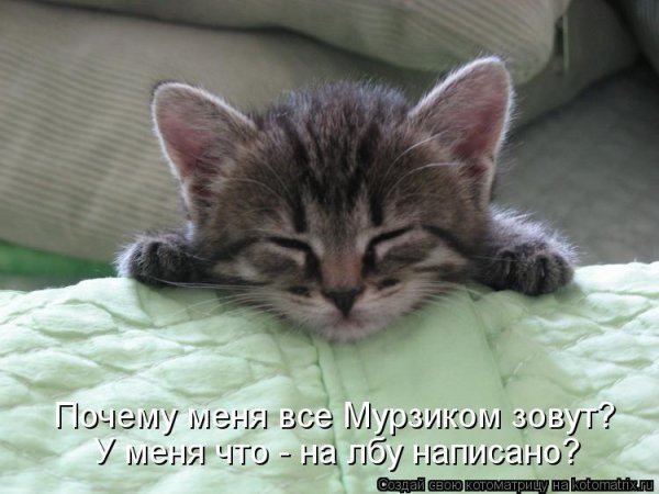 Мурзик прикол