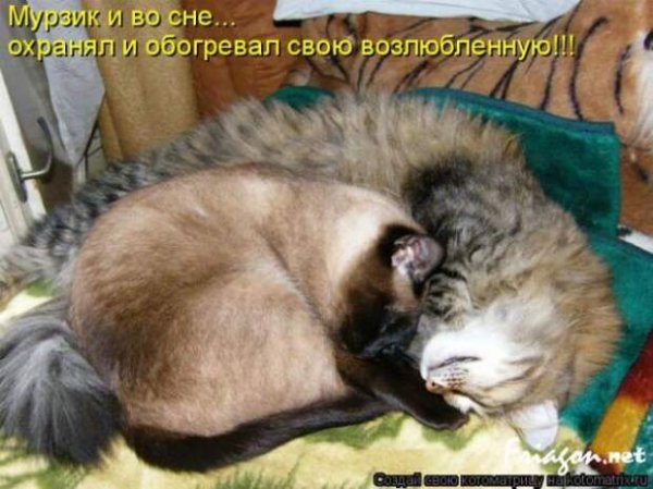 Котоматрица любовь