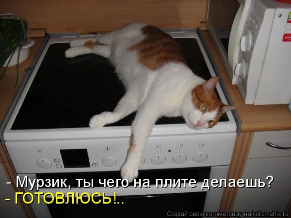 Смешной кот Мурзик