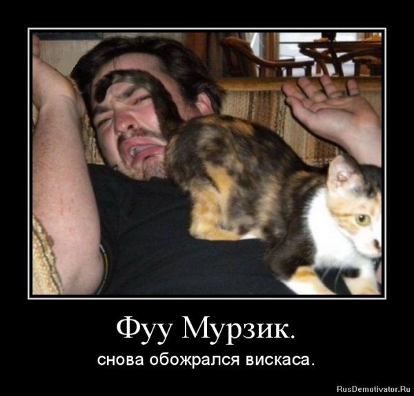 Смешной кот Мурзик