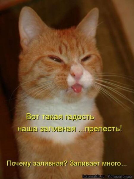 Кошак дурак