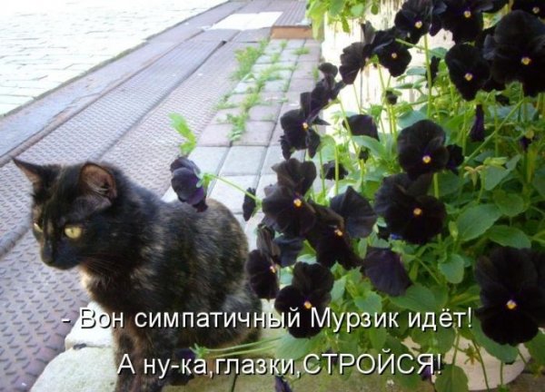 Котоматрица : стройся