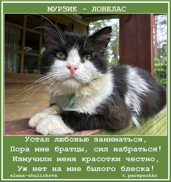 Мурзик Мурзик