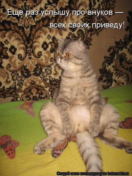 Котоматрица приколы с надписями