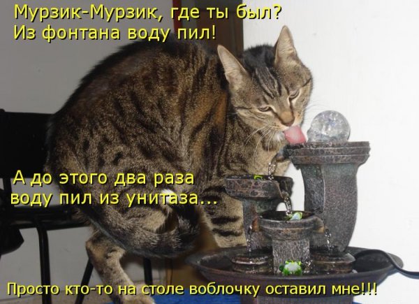 Аватарка Мурзика