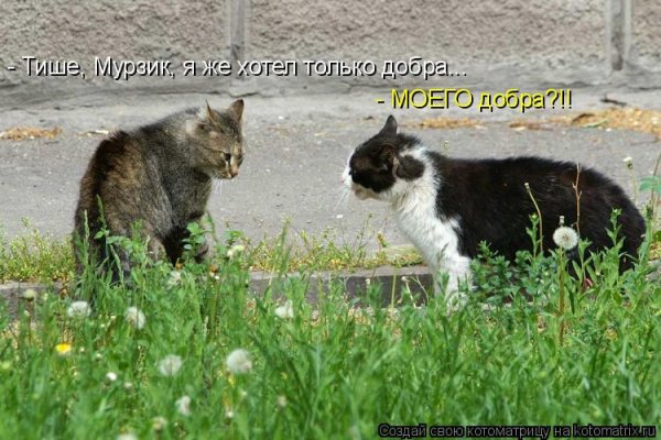Домашние животные юмор надпись