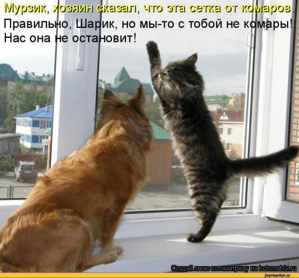 Мурзик и Мурка