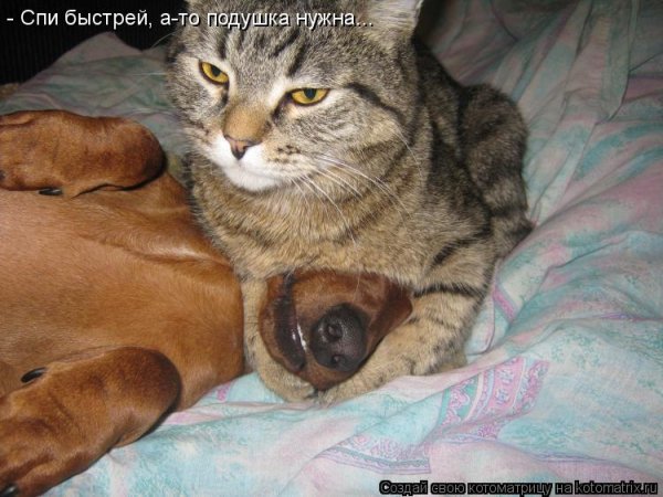 Котоматрица собаки