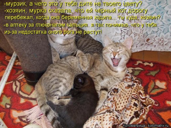 Кот Мурзик и хозяин