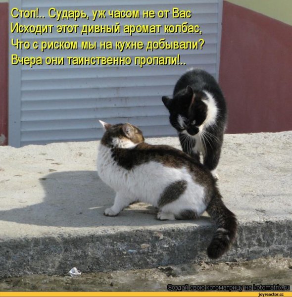 Приколы с животными со словами