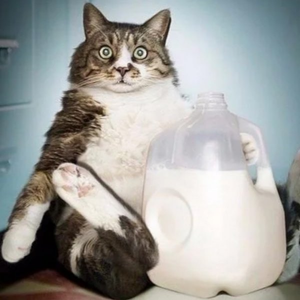 Юмор с котами
