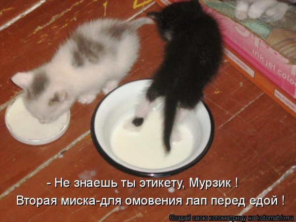 Кот Мурзик