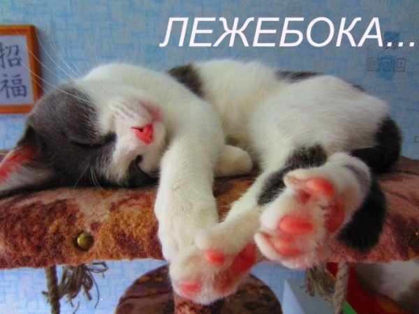 Лежебока картинки