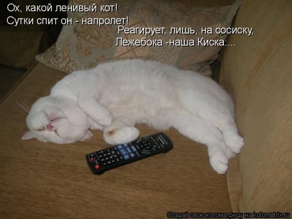 Анекдот про ленивого кота