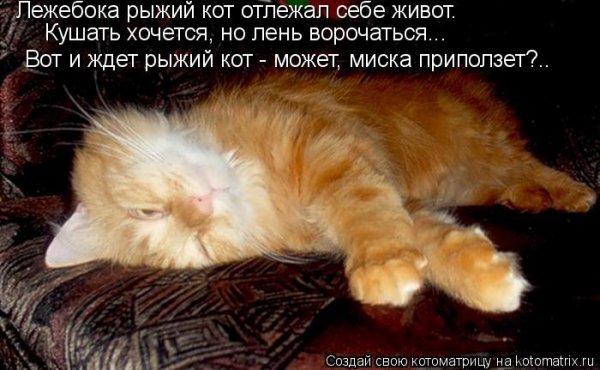 Кот Лежебока