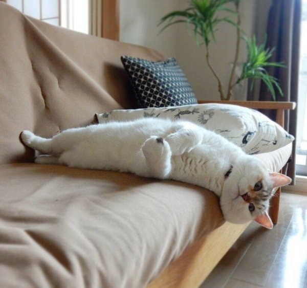 Кошачья лень