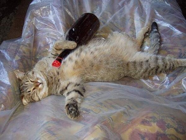 Котики бездельники