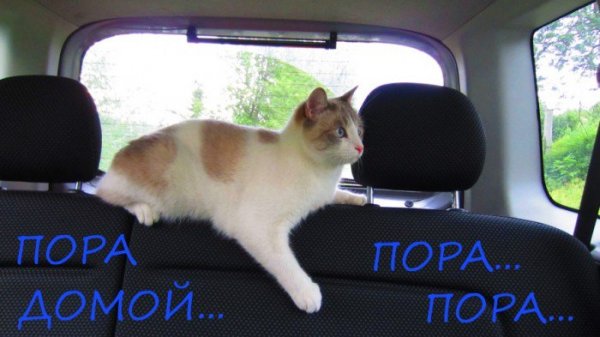 Пора домой