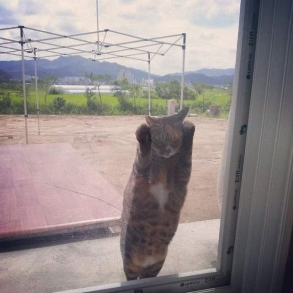 Кот пусти не пущу