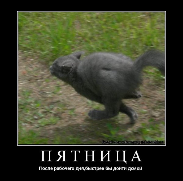 Кот бежит на работу