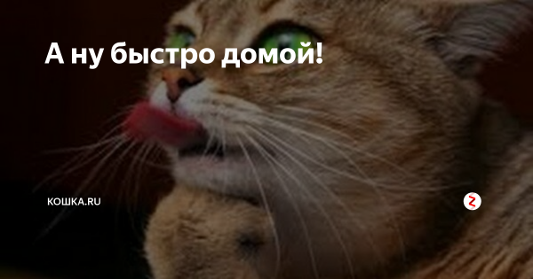 Быстрее домой