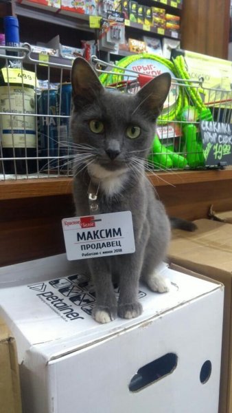 Смешная продавщица