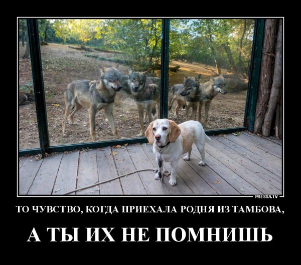 Смешные картинки про семью