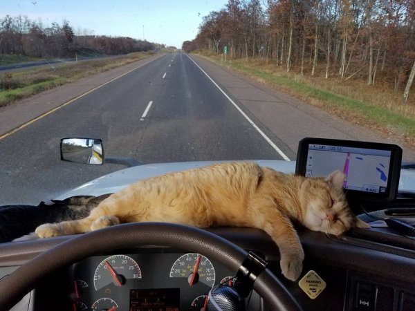 Рыжий кот в машине