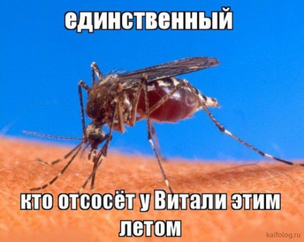 Комар прикол