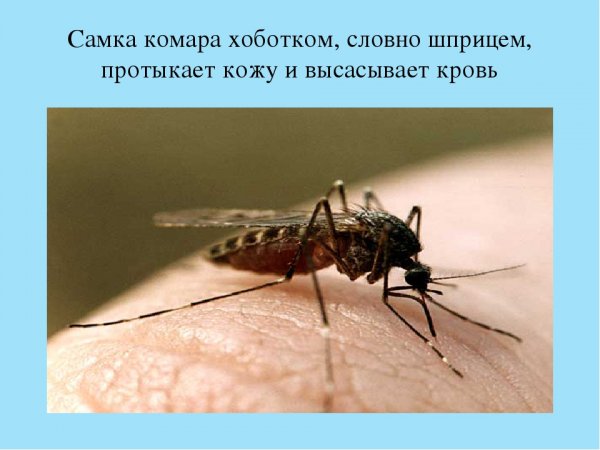 Комар юмор