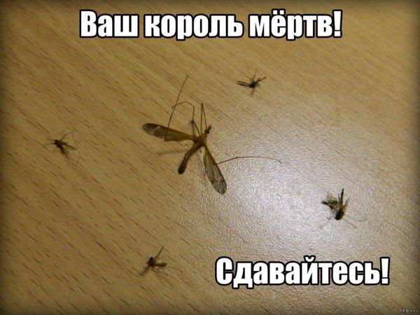 Шутка про комара