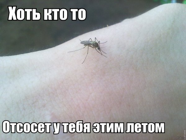 Шутки про комаров