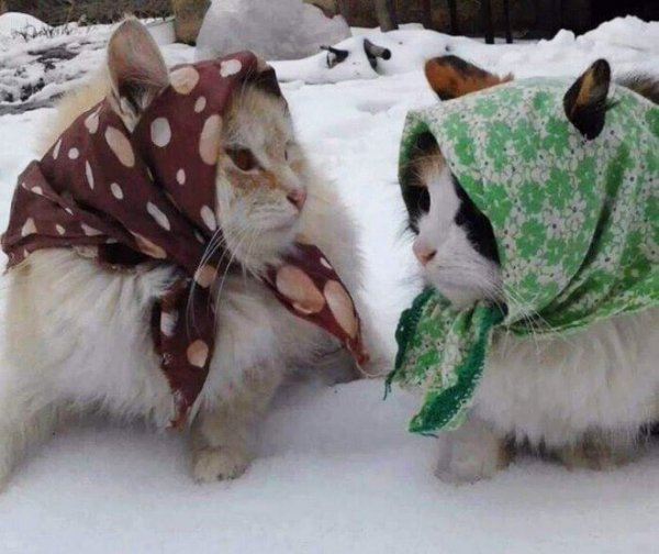 Платок с кошками
