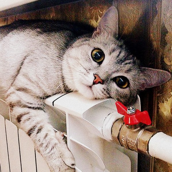 Кот на батарее
