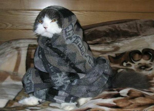 Кот похолодало