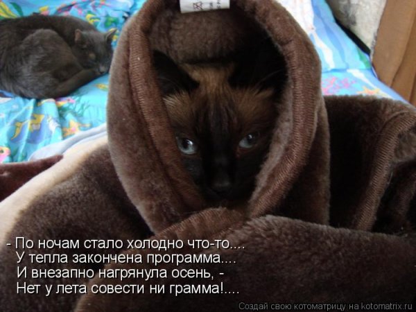 Открытки прикольные что то стало холодать