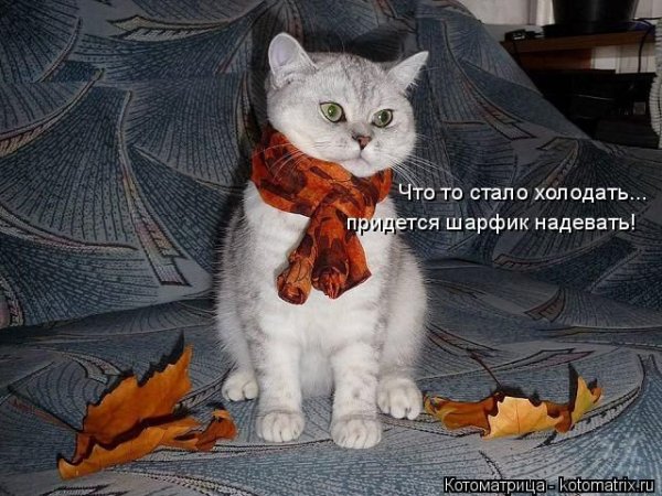 Открытки прикольные что то стало холодать