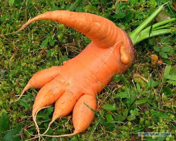 Уродливая морковь