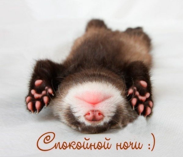 Спокойной ночи доченька