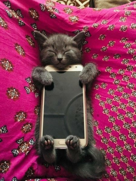 Котики приколы